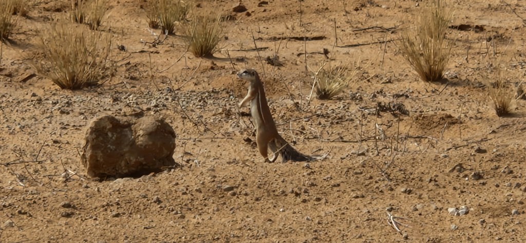 Transfer in die&nbsp;Kalahari