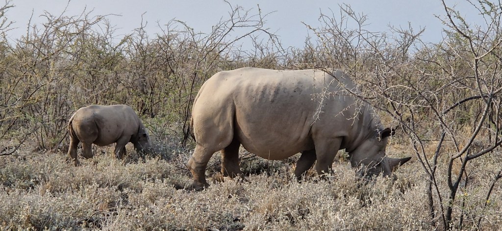 Quer durch den Etosha mit dem&nbsp;Auto